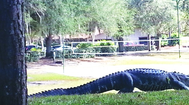 Rania sweis dissertation 04 image