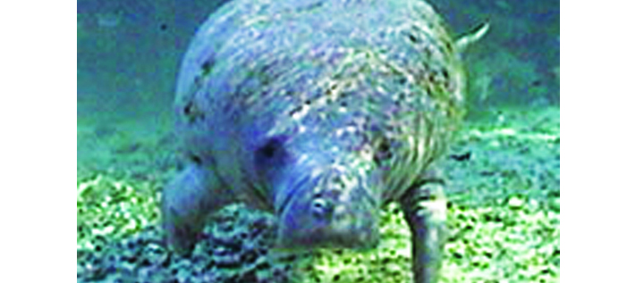 Manatee Population Depends On Public Awareness | Osprey Observer