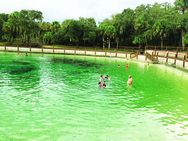The Florida Outdoors Lithia Springs Osprey Observer
