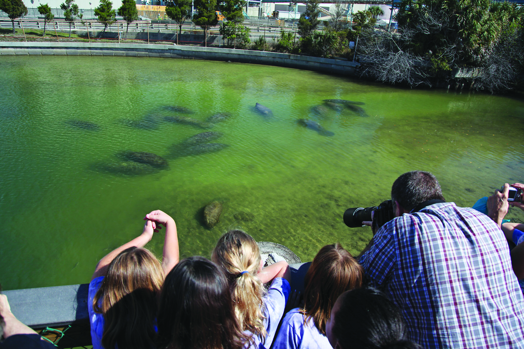 TECO’s Manatee Viewing Center Now Open To Visitors | Osprey Observer