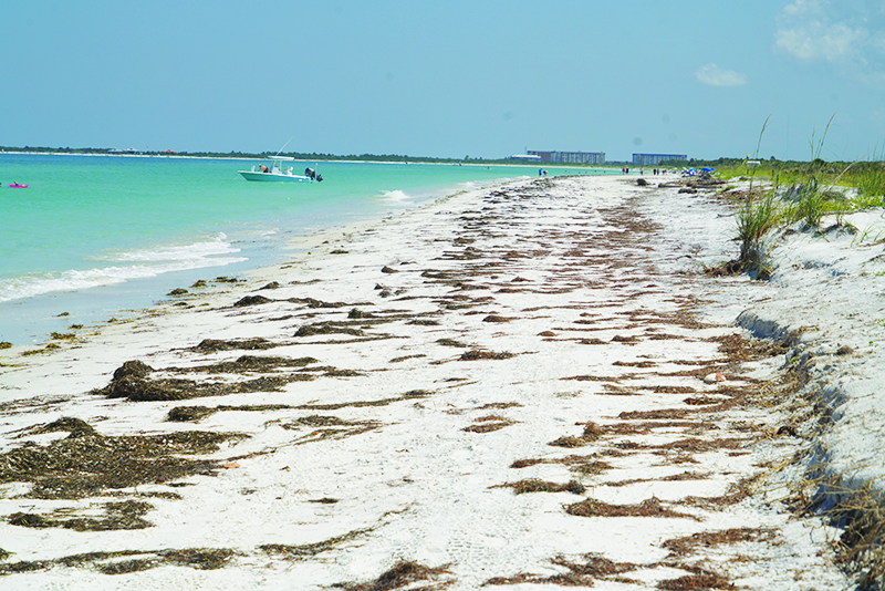 The Great Florida Outdoors Caladesi Island State Park Osprey Observer