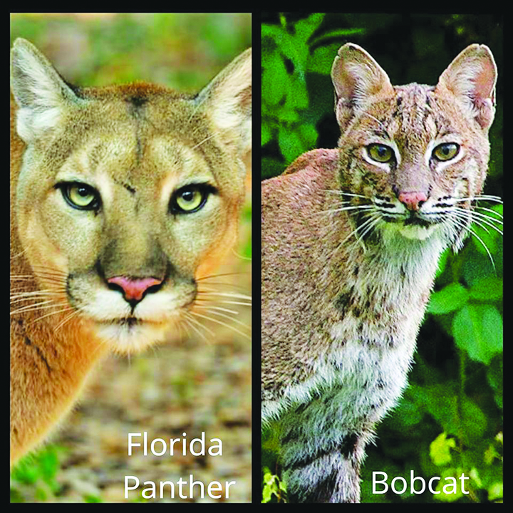 Florida Wildlife With Ali: Florida Panthers & Bobcats | Osprey Observer