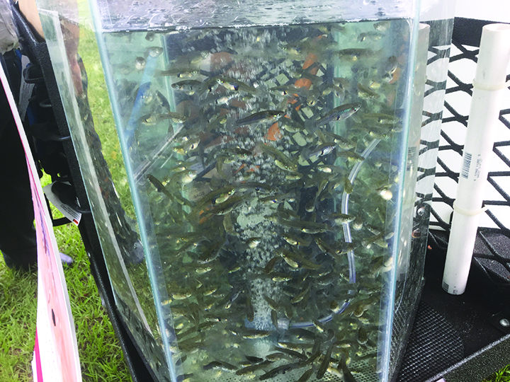 County Offers Free MosquitoEating Fish For Community Ponds Osprey