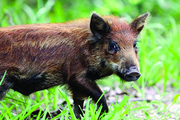 Florida Wildlife With Ali: Wild Pigs | Osprey Observer