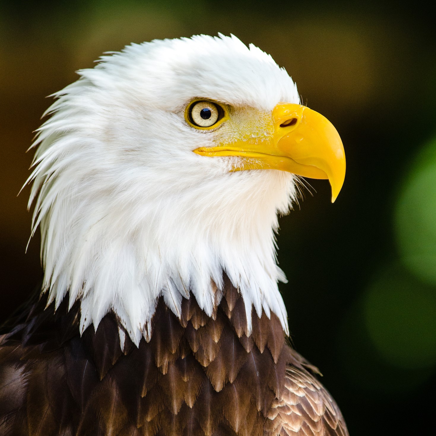 Florida Wildlife With Ali: Bald Eagles | Osprey Observer