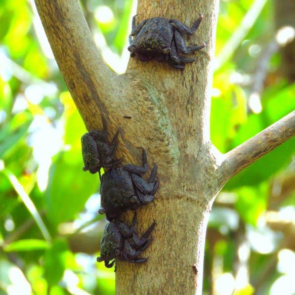 Florida Wildlife With Ali Mangrove Tree Crabs Osprey Observer