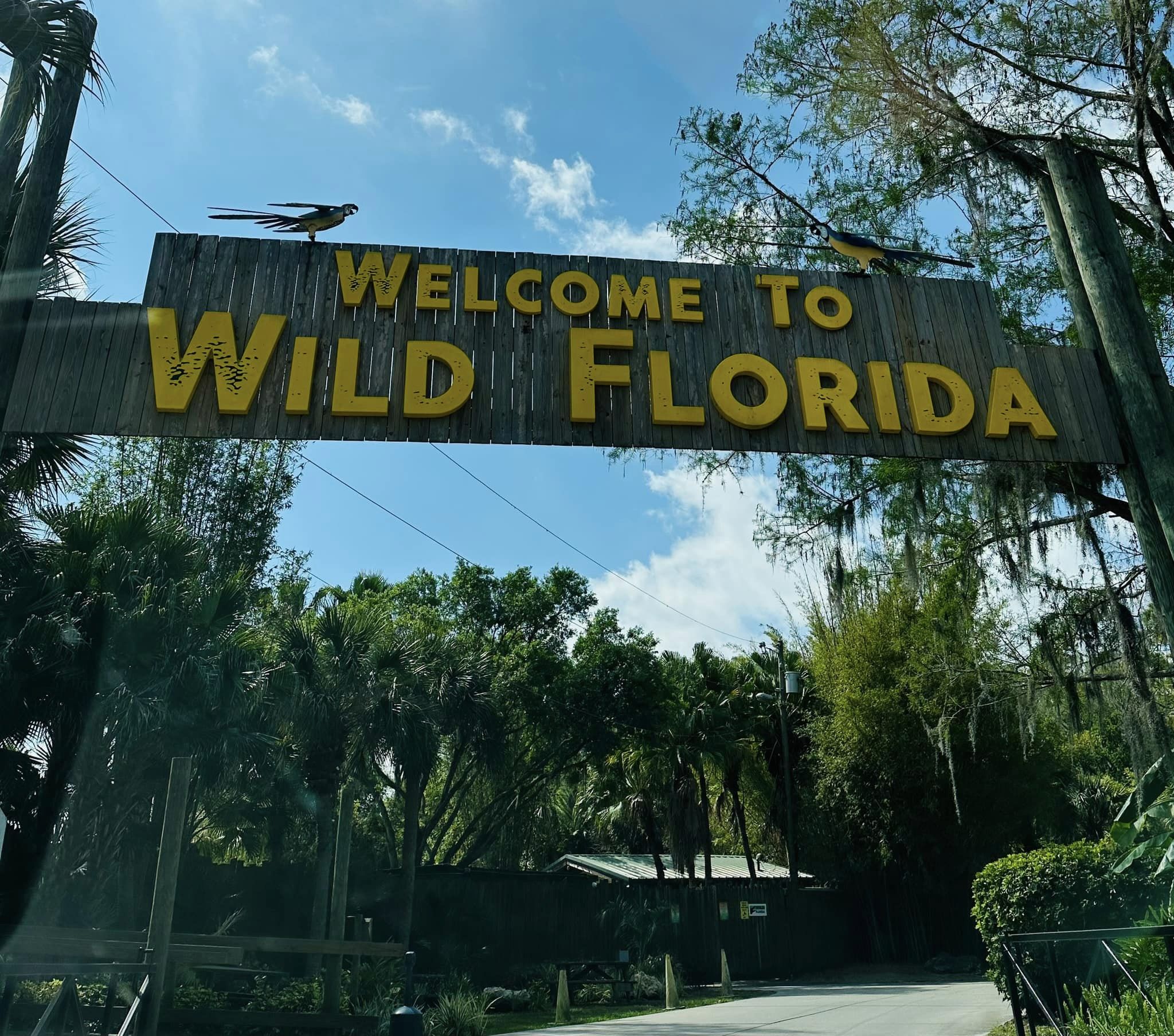 Experiencing The ‘Wilder’ Side Of Florida Osprey Observer