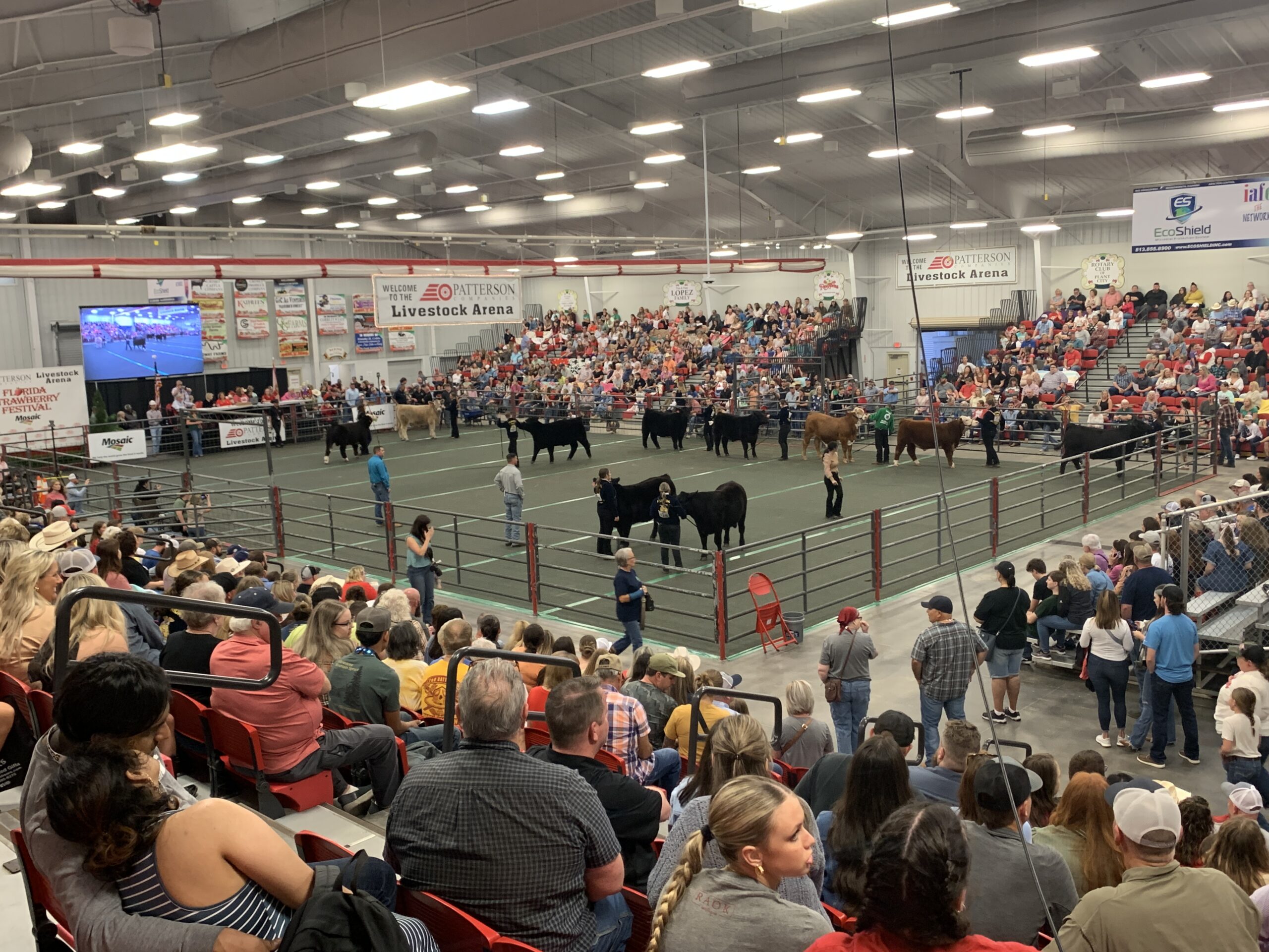 Strawberry Festival Sees Steer Sale Success And More