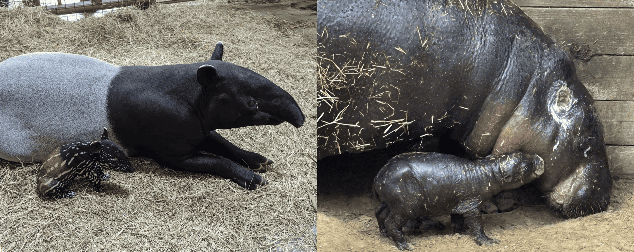 Malayan Tapir Baby