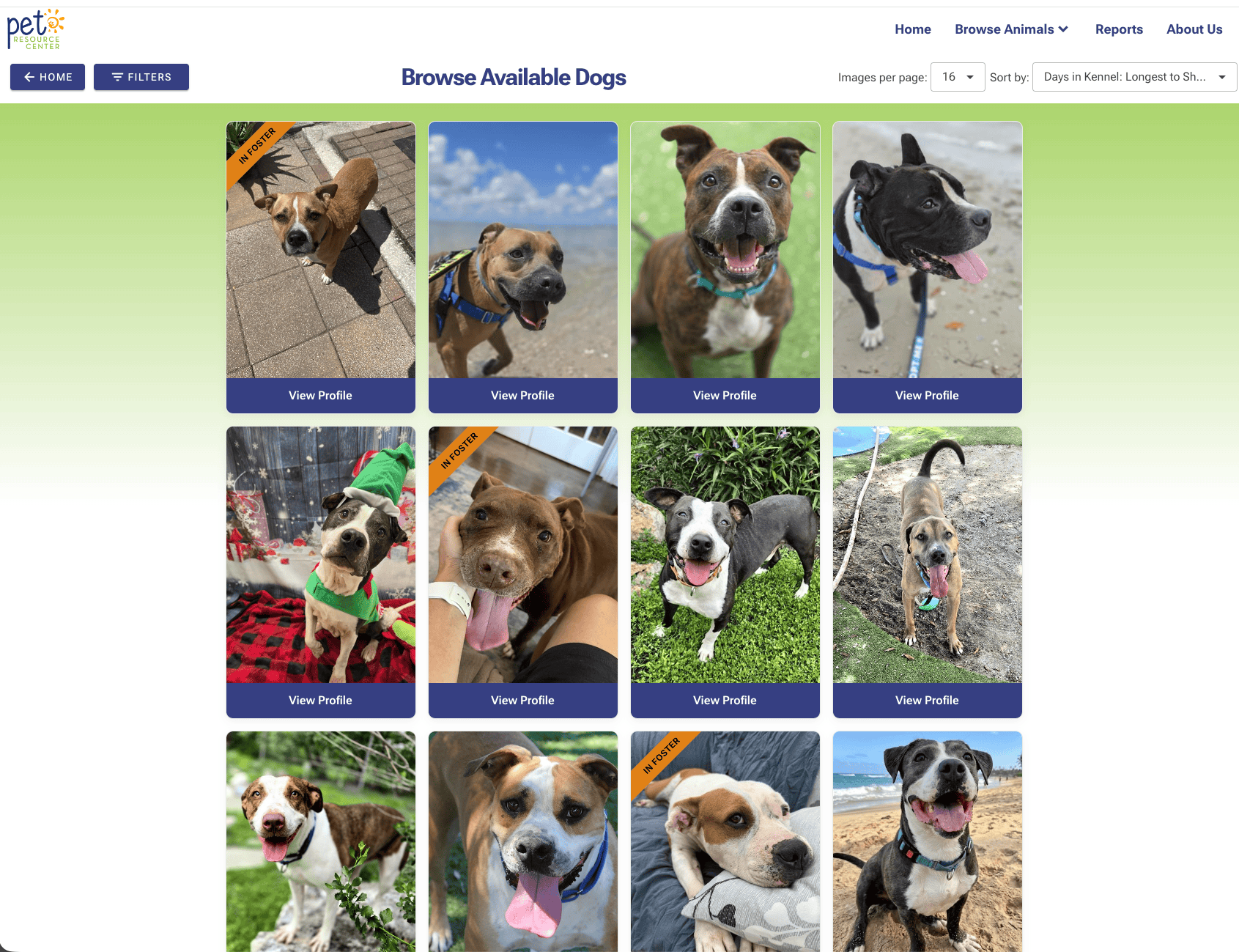 Hillsborough County Makes Pet Adoption Search More Engaging